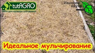 КОГДА, ЧЕМ и ЗАЧЕМ мульчировать озимый чеснок и лук? Моя любимая мульча для ч?
