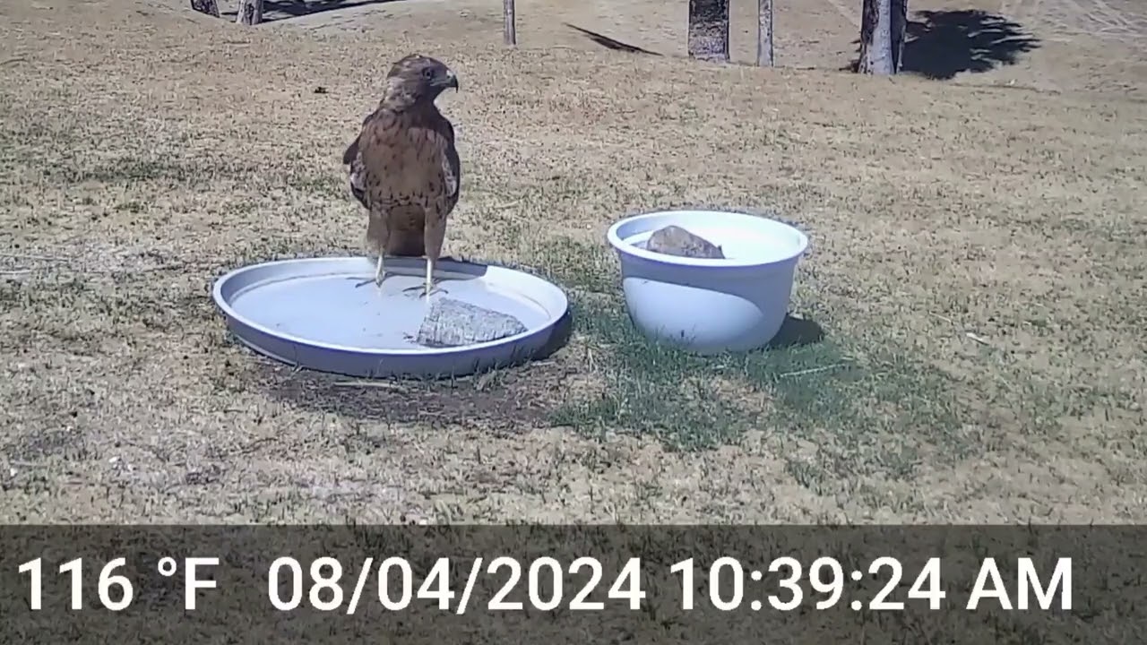 S2E10: A Kestrel, Red-tailed Hawk And Roadrunner Stop By The Water Saucers For A Drink