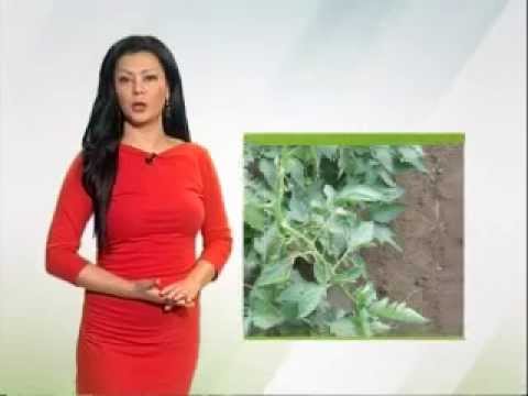 Zelena prognoza, 18.5.2015. - O stanju u usevima paradajza u nekim plastenicima