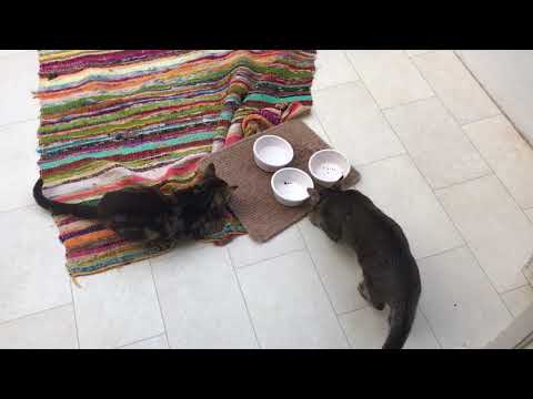 Hungry cats drag empty food bowls towards owner