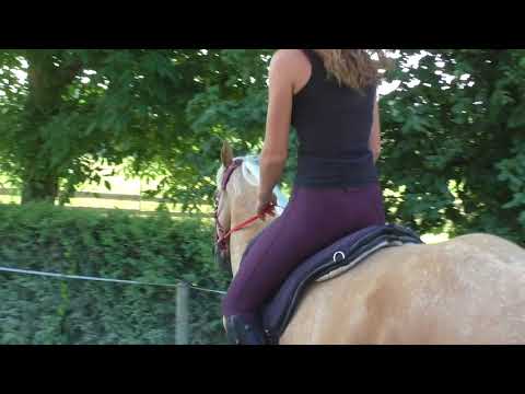 MUSTANG MAKEOVER 2018 Team Emilia (TAG 4361) - Update 6