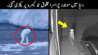 10 Mysterious Creatures Caught on Camera  TOP X TV