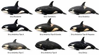 Todos Tipos de Orcas e Seu Perigo Explicados em 8 Minutos