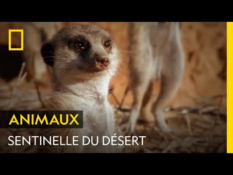 Faire le guet chez les suricates est un véritable métier