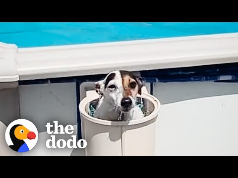 Jack Russell Terrier Is A BOSS Who's Obsessed With Her Pool | The Dodo