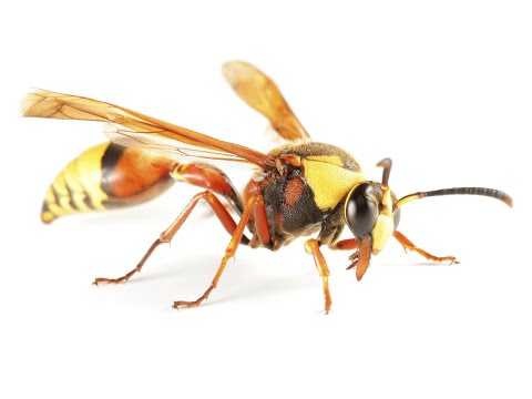 download lagu mp3 mp4 What Kind Of Wasp Is Black, download lagu What Kind Of Wasp Is Black gratis, unduh video klip What Kind Of Wasp Is Black