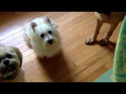 download lagu mp3 mp4 Can Dogs Eat Poached Eggs, download lagu Can Dogs Eat Poached Eggs gratis, unduh video klip Can Dogs Eat Poached Eggs