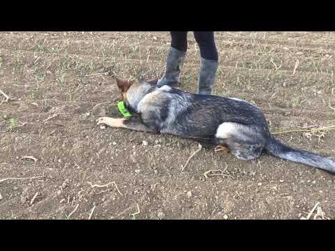 Hannah Erpemos stopa duben 2020