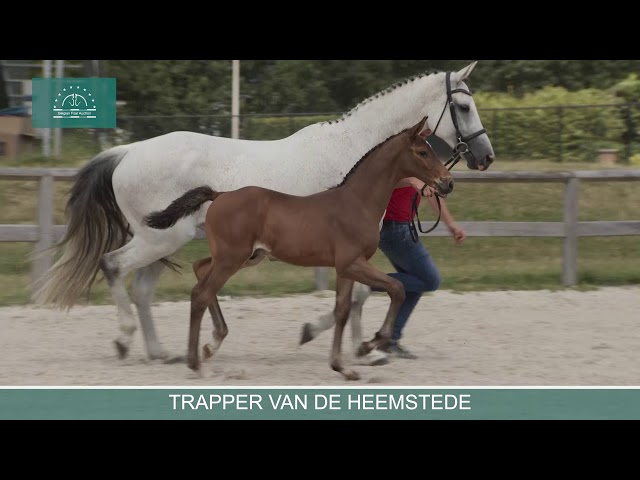 TRAPPER VAN DE HEEMSTEDE