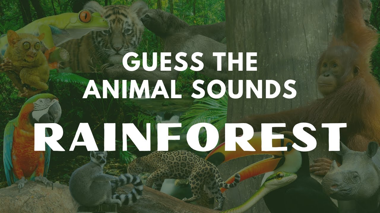 Guess The Animal Sounds Game | Rainforest