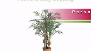 5 foot Robellini Palm Tree: Potted - artificialplantsandtrees.com
