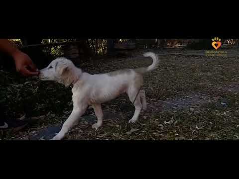 Help Muffin and Ray Charles Get Home