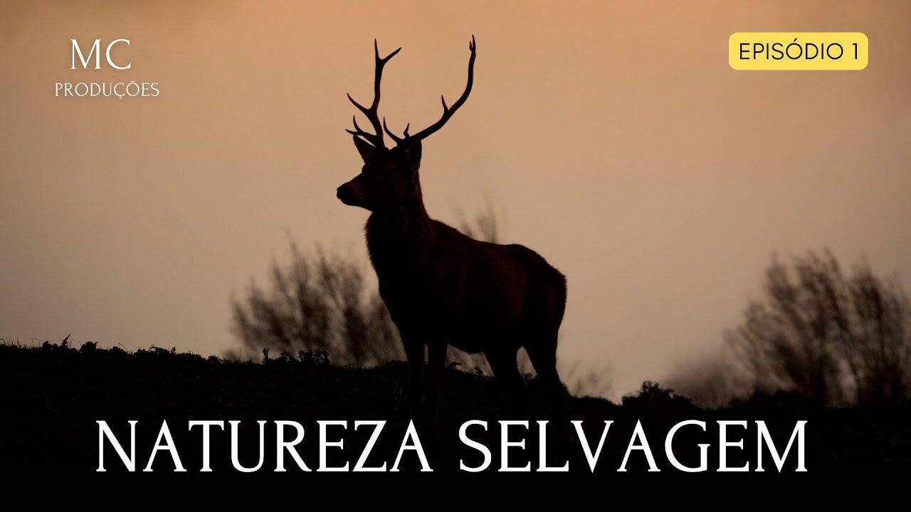 MUNDO SELVAGEM   DIVERSIDADE DO REINO ANIMAL   Episódio 8