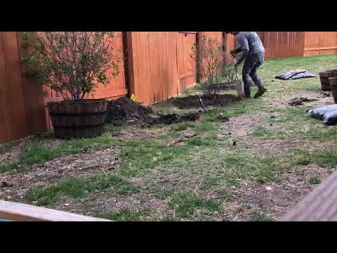 Early Morning Planting, And Mulching, Of 3 Eight Gallon Wax Myrtles Shrubs In Buda, Tx