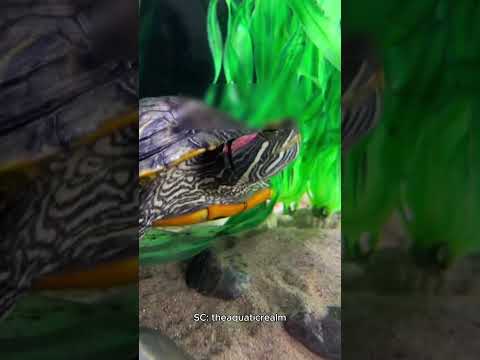 Jangan Pelihara KURA KURA Paling BAHAYA di Dunia ini!!