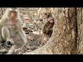 Baby Chaplin Have Amazing Ability To Climb Large Tree