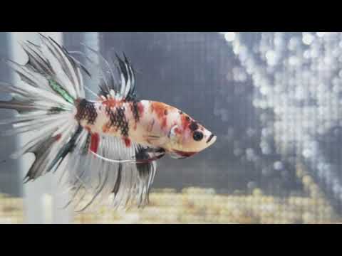 Live Betta Crown Tail Koi Import