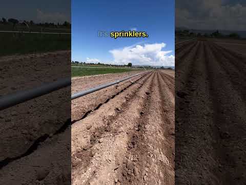 What is that? #farming #shorts #agriculture #irrigation