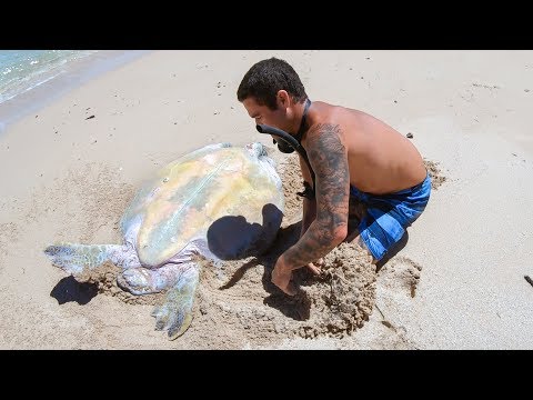 YBS Lifestyle Ep 29 - HELPLESS TURTLE GETS RESCUED  | Crayfish Catch And Cook