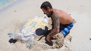YBS Lifestyle Ep 29 - HELPLESS TURTLE GETS RESCUED | Crayfish Catch And Cook