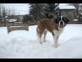 Saint-Bernard - Tout le Kong est triste 