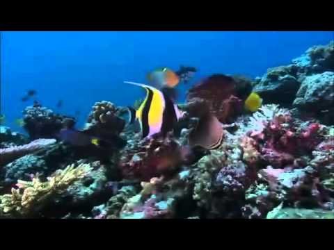 Очарование Кораллового моря