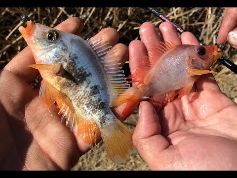 Fishing for Tropical Fish in the Freezing Desert (Blue Lake, Utah)