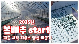 봄배추 파종 2025 충북 괴산 품종 춘광 배추 모종키우기 풀뿌리농장 농사이야기 자연특별시괴산 자연울림 괴산…
