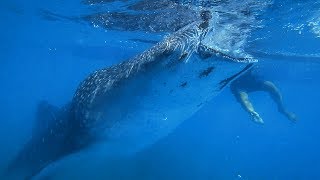 А вам СЛАБО нырнуть к АКУЛАМ в море? Филиппины. Остров Себу. Ослоб