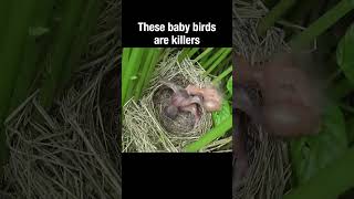 These baby birds are killers #truefacts #shorts #babybird #parasitoids #parasite
