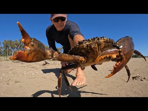 GIANT MUD CRAB | WATCH YOUR TOES | Catch and Cook