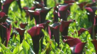 preview picture of video 'Oregon Coastal Flowers   Z Callas brand flowers and bulbs'