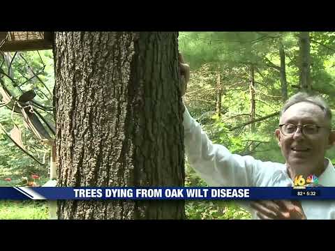 Oak Wilt disease in SW Michigan