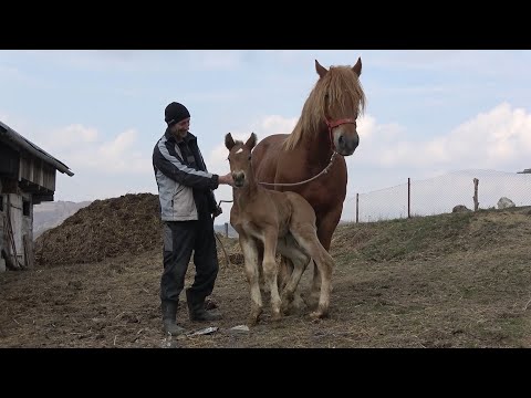 Iepele lui Nicusor de la Abrud, Alba - 2020 Nou!!!