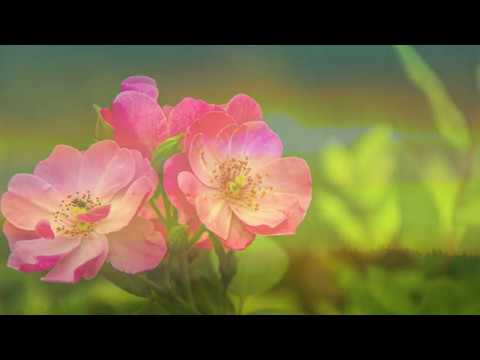 Puiu Chibici si Ramona Ibanescu -Tu esti iubirea!