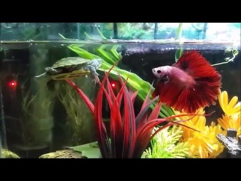 YouTube video about: Will a turtle eat a betta fish?