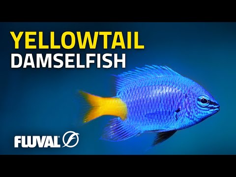 Species Spotlight | Yellowtail Damselfish