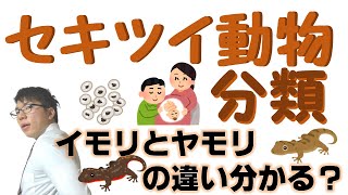 【中学理科】2-13 セキツイ動物の分類～５種類の違いを理解しよう～【中２理科】