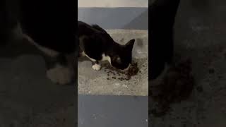 Download lagu Chococat #funny #memes #puppy #cat #automobile #dogbreed mp3