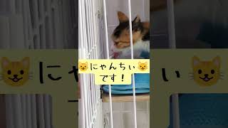 三毛の子猫ファミリー計画⑩　名前が決まりました！😹🥹　 #ニャンキー #三毛猫 #猫のいる暮らし #天涯孤独