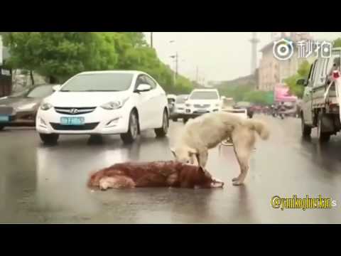 Hayvanların da duyguları var - Animals have feelings too