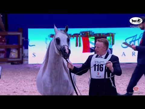 N 116 AL ARYAM SHKLAAN   International AHS   El Jadida 2022   Stallions 4 6 Years Old Class 9