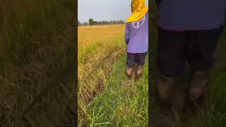 Download lagu Ide Kreatif Membuat Alat Sederhana untuk Merapihkan Tanaman padi #shorts #short mp3
