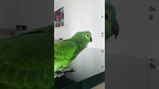 Minha vida - Pedro e Pedrita