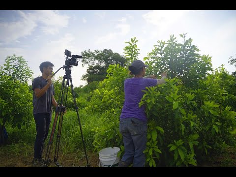 2022神腦紀錄片競賽-環境生態特別獎 《嫁港ㄟ有機》