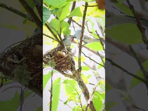 Azulejo Común (𝘛𝘩𝘳𝘢𝘶𝘱𝘪𝘴 𝘦𝘱𝘪𝘴𝘤𝘰𝘱𝘶𝘴) Tarso, Antioquia - Colombia. 1560 m.s.n.m.