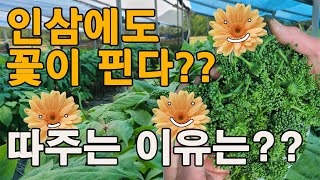 인삼꽃 반드시 따줘야 인삼이 굵는다? 인삼열매 진생베리