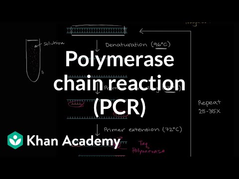 Polymerase chain reaction PCR | Biomolecules | MCAT | Khan Academy