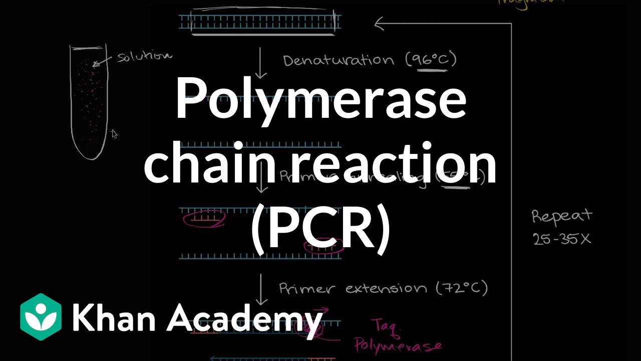 Polymerase chain reaction (PCR) | Biomolecules | MCAT | Khan Academy