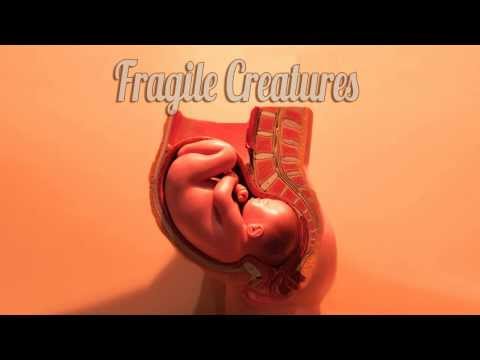 Fragile Creatures - 'Fragile Creatures' (official lyrics video)